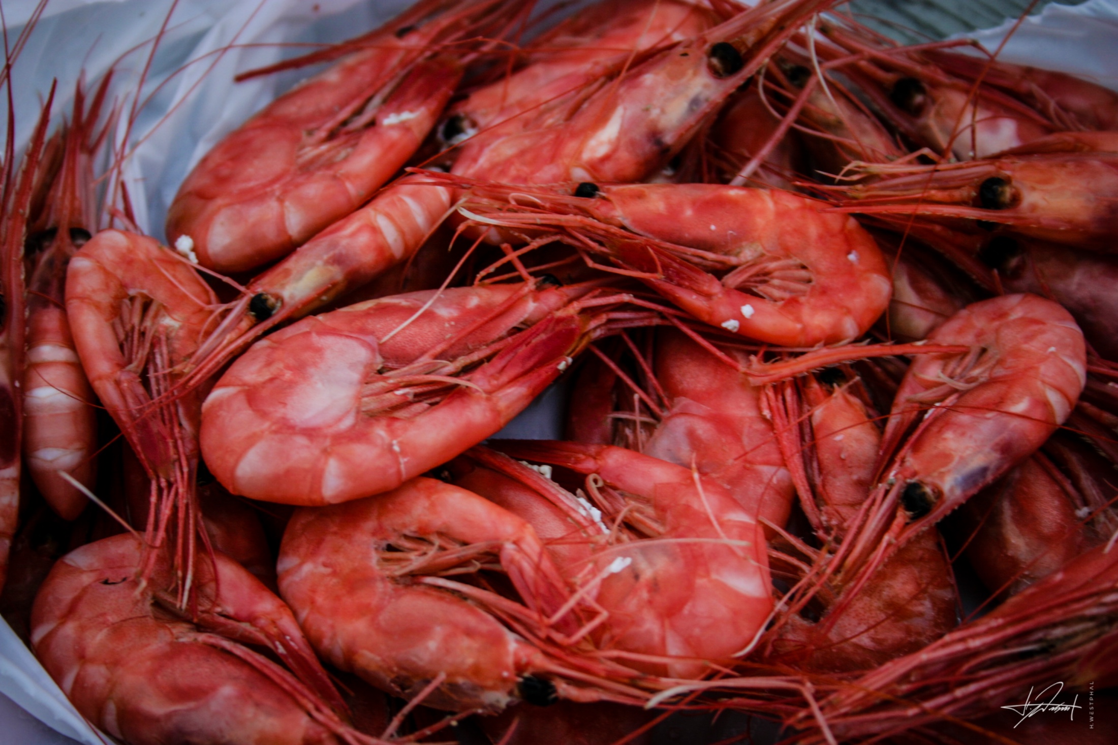 Fjord shrimp, Norway